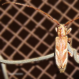 Eunidea fasciata